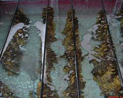 海苔の培養の写真